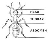 2.25 inch (58mm) Round Badge Style Fridge Magnet Line Drawing Insect Body Parts