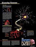 Knowing Neurons Clearance Sale Art Poster Print, 18x24