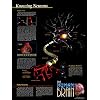 Knowing Neurons Art Poster Print, 18x24