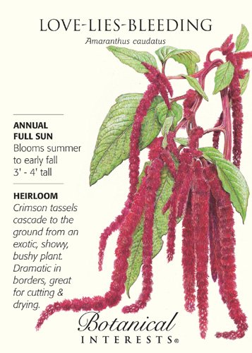 Love Lies Bleeding Seeds - 300 mg - Amaranthus Love Lies Bleeding Seeds - 300 mg - Amaranthus