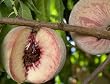 Indian Free Peach Tree, Five Gallon Container Indian Free Peach Tree, Five Gallon Container