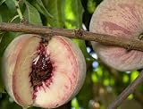 Indian Free Peach Tree, Five Gallon Container