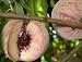 Indian Free Peach Tree, Five Gallon Container