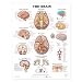 The Brain