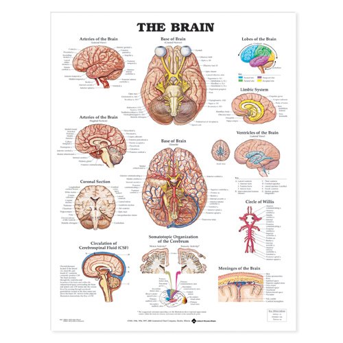 The Brain Anatomical Chart Poster Print - 20x26