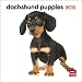 Dachshund Puppies 2012 7X7 Mini Wall Calendar