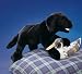   - Folkmanis Black Labrador Retriever Puppy Puppet