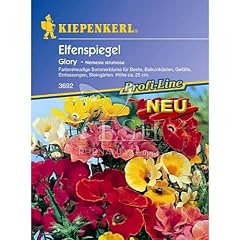 Elfenspiegel, 'Nemesia Glory'