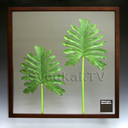 F-style リーフパネル・Philodendron bipinnatifidum　セローム 625x625x30mm