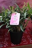 【送料込】【花鉢】 初恋 デンドロビューム 5寸鉢 【ギフトにも】 【送料込】【花鉢】 初恋 デンドロビューム 5寸鉢 【ギフトにも】