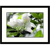 Great American Picture IS800520 Apple Blossom Framed Photograph