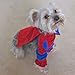 Alfie Pet by Petoga Couture - Superhero Costume Spiderman - Size: S