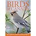 Birds Of Canada