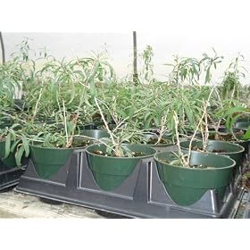 Goji Berry Plant