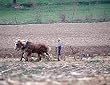 Giddyup Photograph - Beautiful 16"x20" Photographic Print by Carol M. Highsmith