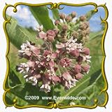 1 Lb Common Milkweed (Asclepias syriaca) Bulk Wildflower Seeds