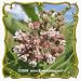 Common Milkweed (Asclepias syriaca) Jumbo Wildflower Seed Packet - 300 Seeds