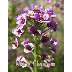 Two Women: 16x9 Widescreen Tv.: Greeting Card: Merry Christmas
