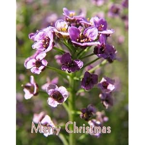 Two Women: 16x9 Widescreen Tv.: Greeting Card: Merry Christmas