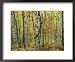An Autumn View of a Birch Forest in Michigans Upper Peninsula National Geographic Collection Framed Art Poster Print, 22x18
