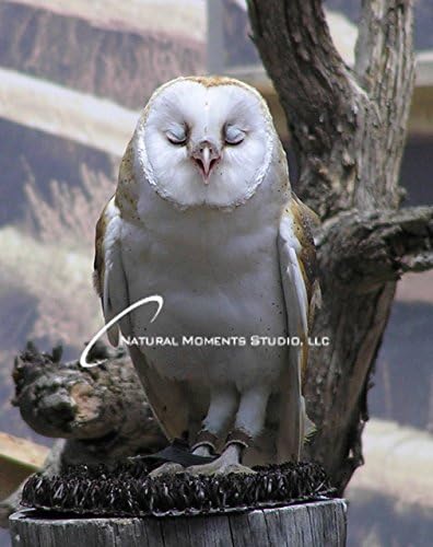 Barn Owl (YCBB36) Ready to Hang Giclee Canvas Print