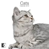 Kalender Studio 2010 Cats - Katzen