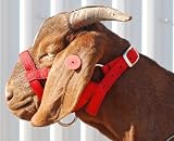 Weaver Nylon Goat Halter - Doe Size: Red