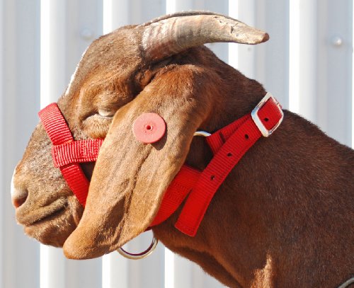Weaver Leather MED NYLON GOAT HALTER, RD