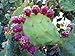 *NEW*SWEET FRUIT* RED CACTUS PEAR *5 seeds*RARE* #1035