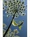 Photographic Prints of Giant hogweed flowering from Ardea Wildlife Pets