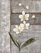 Orchid Shimmer I Art Poster Print by O. Braun, 16x20 Image