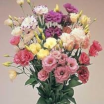 Eustoma Lisianthus 30 Seeds Rose-like Blooms! Annual