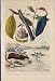 Animal Plant Flower Seed Cabiai Cabombe Cacotier Print