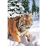Castorland - Puzzle 1000 pièces - Tigre de Sibérie dans la neige