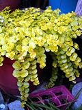 Goldilocks Moneywort Plant - Lysimachia - Indoors/Out