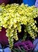 Goldilocks Moneywort Plant - Lysimachia - Creeping Jenny
