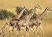 515fl8Ws65L. SL75 Cheap Buy Ravensburger Animal Planet: Giraffes 200 Pieces Puzzle