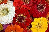 Seed in a Blanket Planting Squares Zinnia