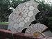 Wedding Parasoland matching lace fan