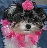 10 Ribbon Dog Collars, 1 Pink Lace and 1 Fuchsia with 4 Hair Clips