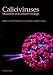 ISBN 1904455638