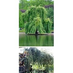 Salix alba Tristis Resistenta (Trauerweide) 100-120cm / Freiland