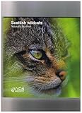 Scottish wildcats