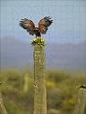 Harris Hawk - Adult with stick in mouth and wings out-stretched, on... from Ardea