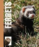 Ferrets