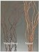 Green Earth Accents Curly Willow 4 Feet Tall, Package of 10 - Burnt Oak