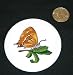 3 button / pin printed with butterfly, hairstreak, brown, insect