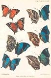 New Species of Paphia by Robert & Adrian Rippon & Butler. CANVAS ROLLED. 8.65 inches width by 12.08 inches height. Highest Quality Art Poster Print