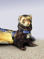 Premier Fun 5-in-One Ferret Harness Set, Green