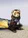 Premier Fun 5-in-One Ferret Harness Set, Green